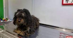 ucretsiz kopek sahiplenme ilanlari kopek yavru kopek kedi