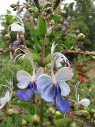 Image result for Rotheca wildii