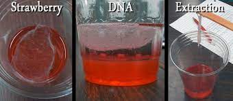 Check spelling or type a new query. Pre Lab Review Strawberry Dna Extraction Lab Quiz Quizizz