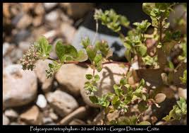 Image result for Polycarpon