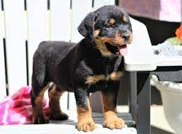 Adopt deirdre a black rottweiler / mixed dog in tangent, or (31158646) rottweiler · tangent, or. Rottweiler Puppies For Sale Salem Or 210994 Petzlover