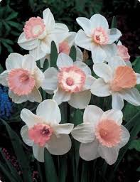 I Bought Some Pink Daffodil Bulbs From A Catalog Many Years Ago And Have Them In My Back Yard So Pretty Bulb Flowers Daffodil Bulbs Flowers