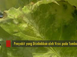 We did not find results for: 6 Penyakit Yang Disebabkan Oleh Virus Pada Tumbuhan