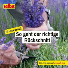 Lavendel Zuruckschneiden Selbst De Lavendel Zuruckschneiden Lavendel Lavendel Pflanze