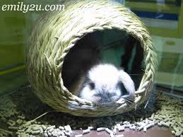 Check spelling or type a new query. Pet World Malaysia 2013 From Emily To You