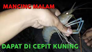 Mancing Udang Malam Hari Youtube