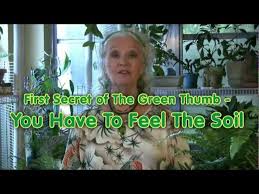 Let's try to focus on that please! Houseplants 2 How To Tell If The Soil Is Wet Moist Or Dry Youtube