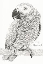 Sally Blanchard Pen Drawing Congo African Grey Parrot Portrait Parrots Art Bird Drawings African Grey Parrot