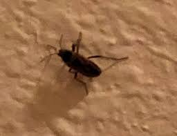 Adults live just a few weeks in the wild, and a bit longer if bred in a laboratory. Black Beetles Invade House Now What Ask An Expert Oregonlive Com