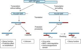 Ebola viruses belong to a family of viruses termed filoviridae. Ebola The Negative Stranded Rna Virus Intechopen