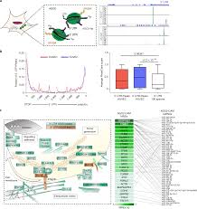 microrna dependent regulation of biomechanical genes