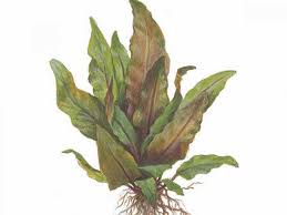 It is famous for a great variety of its species, forms, colors and sizes. Cryptocoryne Undulata Broad Leaves Jetzt Ab 4 99 Kaufen