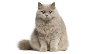 Brits Langhaar Kattenrassen Medpets Nl