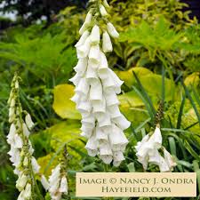 Image result for Digitalis purpurea
