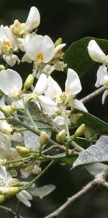 Image result for Tarenna pavettoides