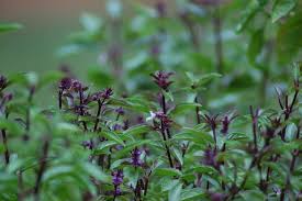 We did not find results for: Thai Basil Plants For Sale Near Me