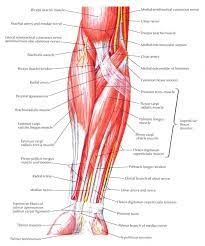Muscles Of Forearm Superficial Layer Anterior View Anatomi Tubuh Otot Anatomi