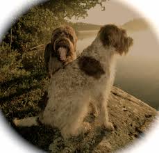 Finding puppies the easy way. Bella Abby Sunrise At The Cabin On Lake Of The Woods Ontario Canada Scruffy Dogs Dogs Puppy Love