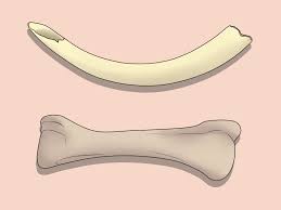 For example, under american law banks can function in only one (8) …. How To Tell Ivory From Bone 8 Steps With Pictures Wikihow