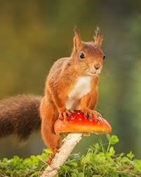 Мам мер рест а ла мэзон. La Vie Secrete Des Animaux Du Village Sur France 2 Femininbio