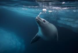 Angry Photograph By Mariusz Potocki National Geographic Your Shot National Geographic Wildlife Photography Underwater Photos