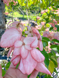 Image result for Mussaenda elegans