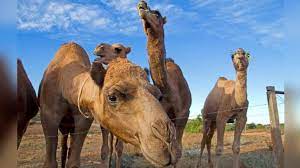 Some developed countries like western europe and north. Astonishing Story Of Australian Camels And Why Thousands Of Them Are Shot Dead Routinely World News