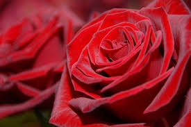 Las vegas roses specializes in preserved roses in las vegas, nv. Red Rose Florist Reviews