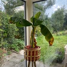 Image result for Ensete ventricosum