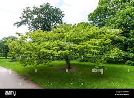 Image result for Celtis sinensis