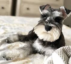 Black And Silver Mini Schnauzer Cute Black And Silver Mini Schnauzer In 2020 Mini Schnauzer Schnauzer Miniature Schnauzer