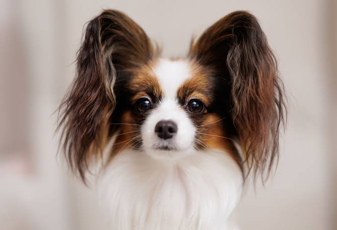 Papillon | Dog, Temperament & Size | Britannica