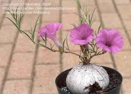 Image result for Ipomoea bolusiana