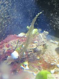 Image result for Microchloa afra