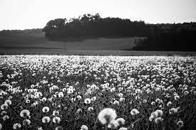Check spelling or type a new query. Hd Wallpaper Black And White Nature Field Flowers Dandelion Delicate Wallpaper Flare