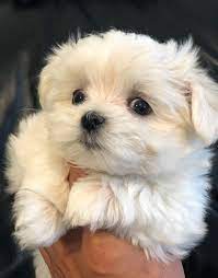 The mom and dad are precious! Maltese Puppies For Sale Fort Worth Tx Maltese Puppy Maltese Puppies For Sale Teacup Puppies Maltese