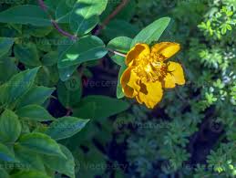 Image result for Hypericum quartinianum