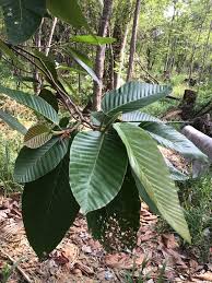 Image result for Dipterocarpaceae