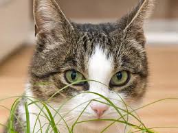 Dennoch ist das bedürfnis nach tierischer gesellschaft auch bei stadtmenschen hoch. Haustiere In Der Wohnung Halten Katze Ja Vogel Nein Berlin De