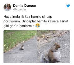 Komik Mizah Twitter Paylasim Tweet Instagram Turkiye Tweegram Caps Denizli Bursa Manisa Canakkale Izmir Istanbul Hamster Animals