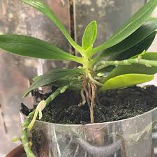 Image result for Aerangis kirkii