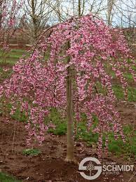 Maybe you would like to learn more about one of these? Pink Cascade Cherry
