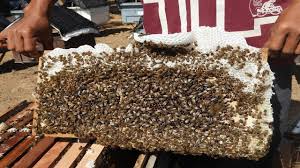 What does acacia honey look like? Honey Brood In Bees Colonies More Beekeeping In Acacia Mangium Willd Plantation Youtube