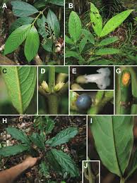 Image result for Lasianthus