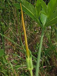 Arisaema Dracontium Green Dragon Native Plants Of North America
