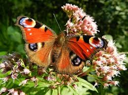 Da hockt der schmetterling dann ganz ruhig, bis er sich plötzlich entscheidet weiter zu flattern. Bedeutung Von Schmetterlingen Die Bedeutung Von Schmetterlingen Bei Iris S Eyes 2020 02 11