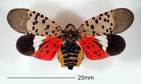 Image result for Scleria delicatula