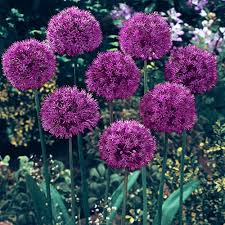 Snow white pebble available for sale per 45 lbs bag @ garden sensation in @ 5185 sw 160th ave, sw ranches fl 33331. Allium Purple Sensation K Van Bourgondien