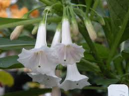 3 vendors have this plant for sale. Iochroma Australis White Mini Angels Trumpet Rare Tender Shrub 9cm Pot Eur 7 00 Picclick Fr