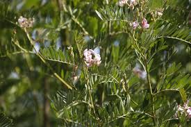 Image result for Virgilia